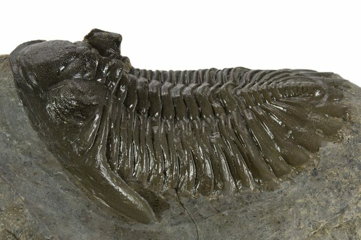 Detailed Hollardops Trilobite Fossil - Ofaten, Morocco #340237